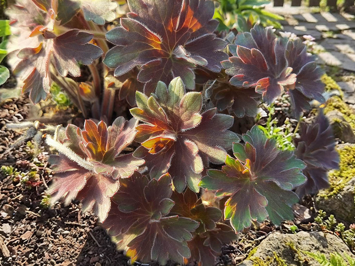 Geranium wlassovianum